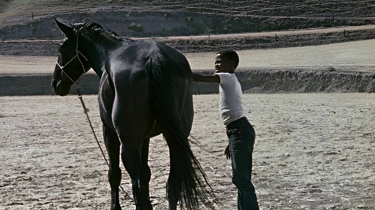 The Horse backdrop