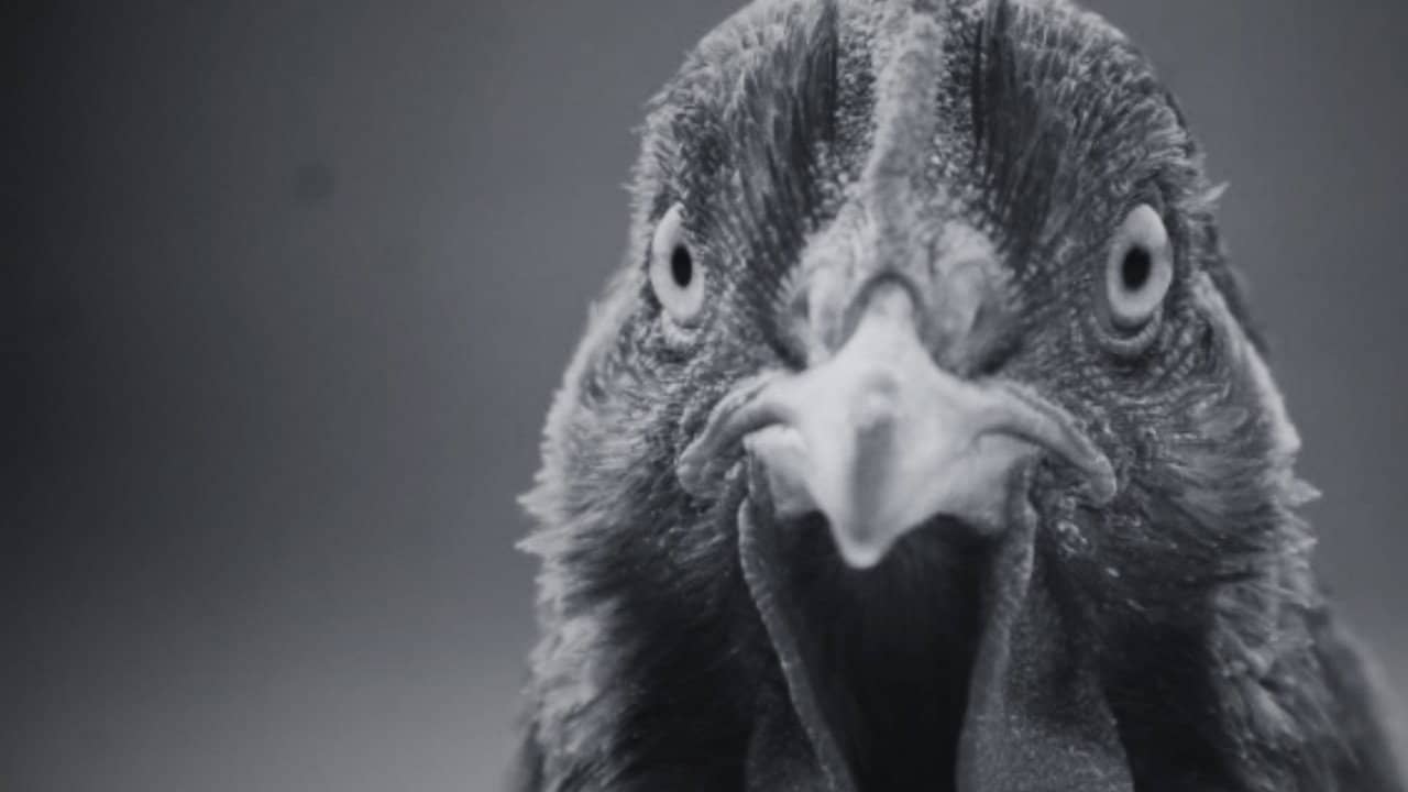 ¿Por qué la gallina cruzó el camino? backdrop
