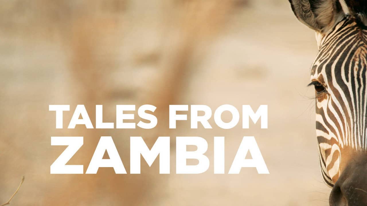 Tales from Zambia backdrop