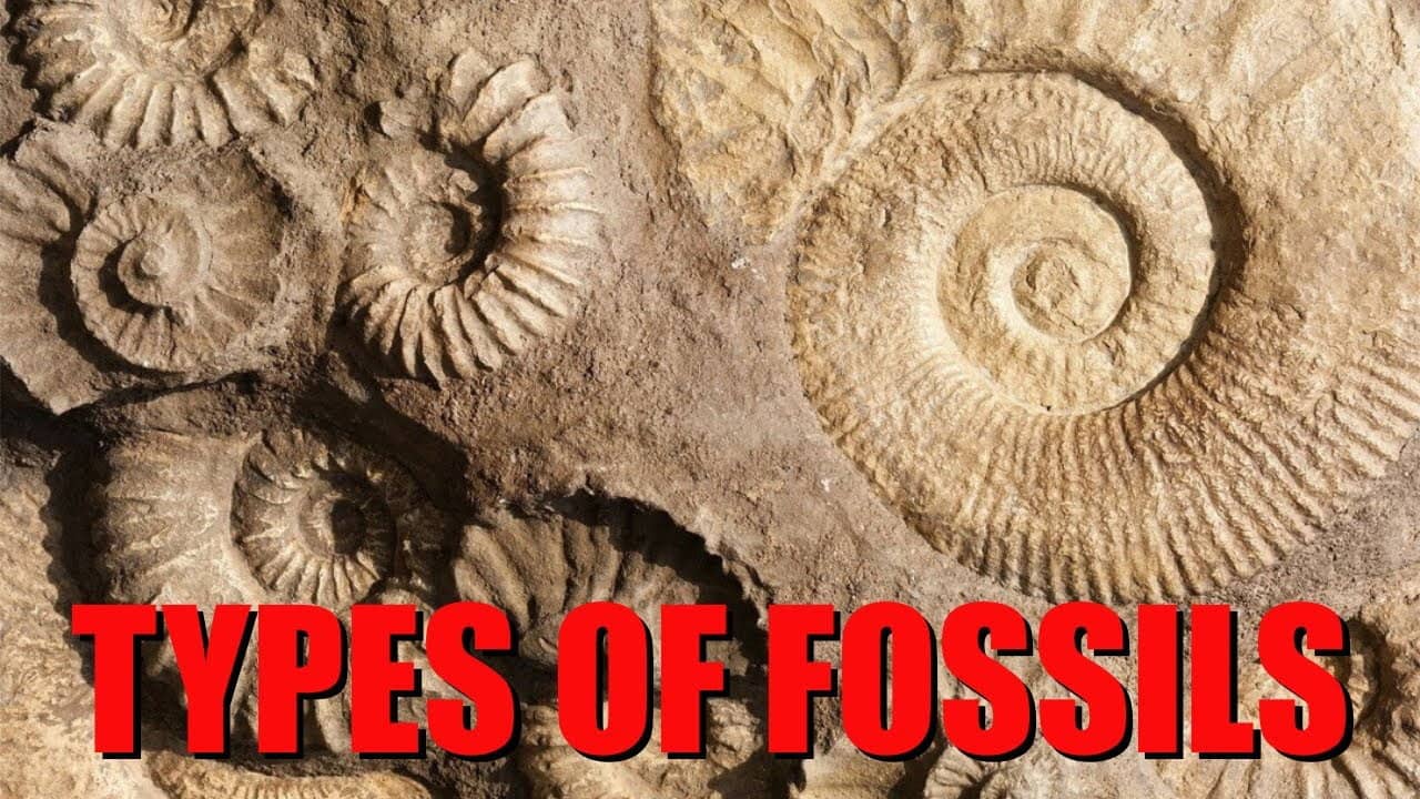 The Six Main Types of Fossilization Explained backdrop