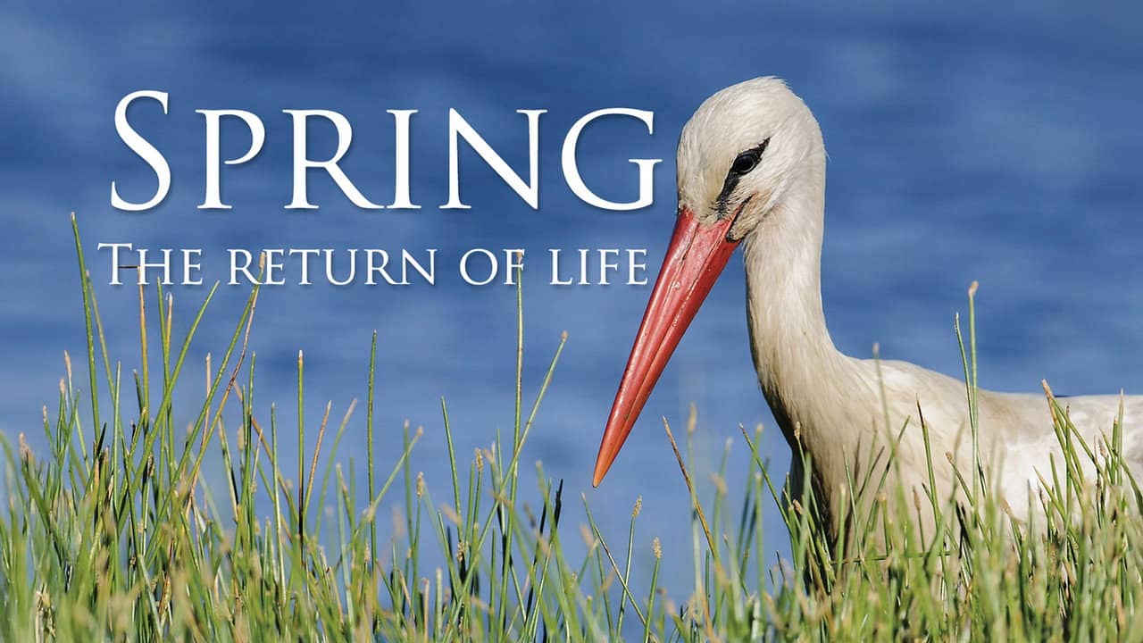 Spring: The Return of Life backdrop