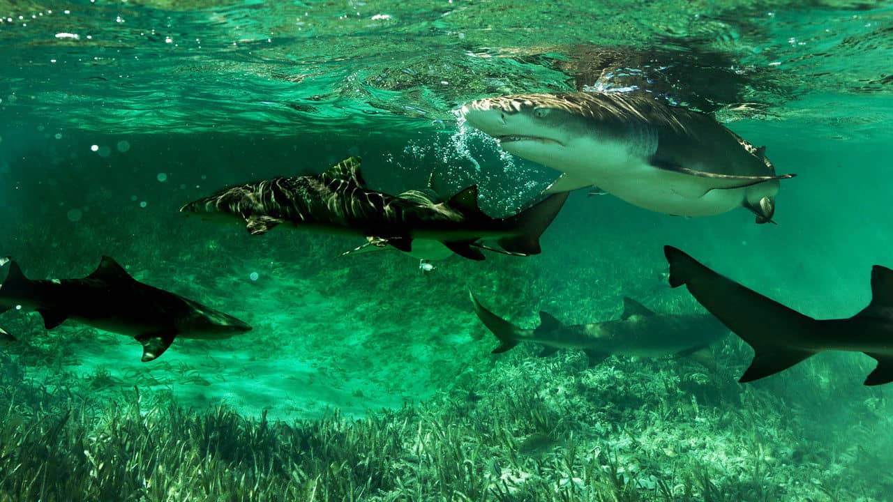 Shark Gangs backdrop