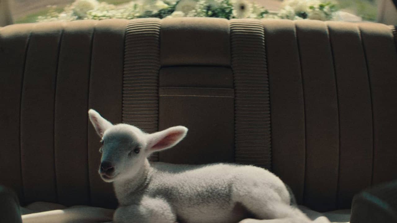 Stray Sheep backdrop