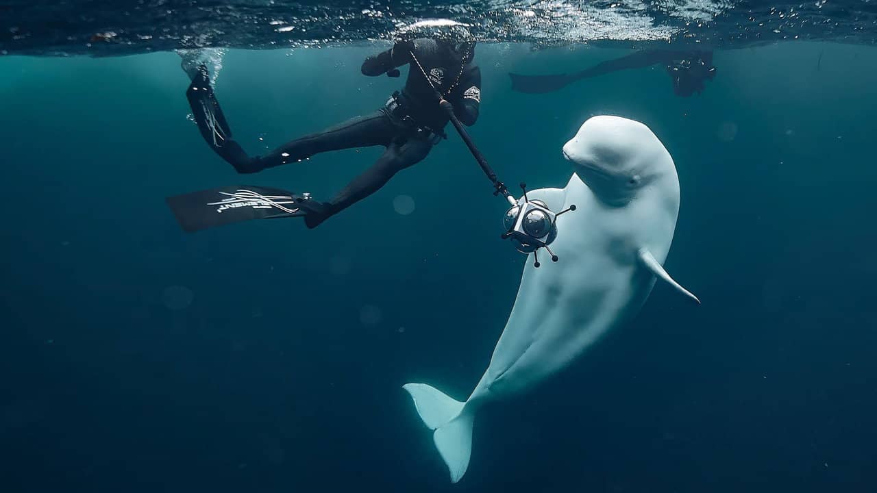 #Hvaldimir, Conversation With a Spy Whale backdrop