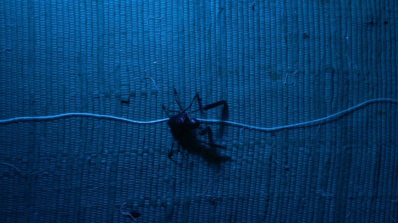 Aracne (ou a araña que non podía tecer) backdrop