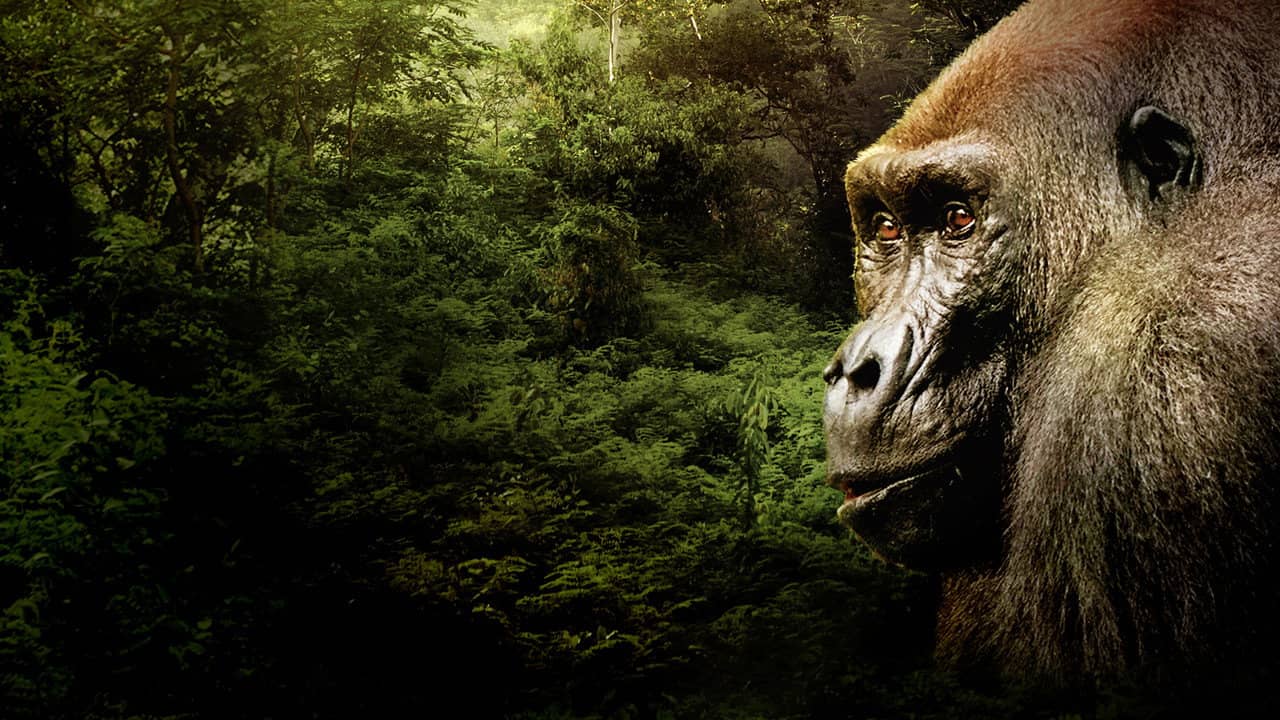 Gorillas Close Up backdrop