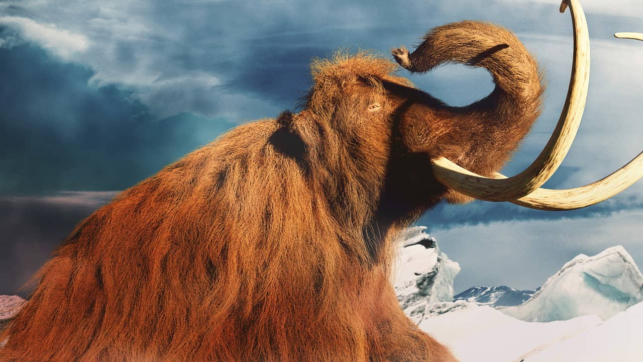 Mammoth Unearthed backdrop