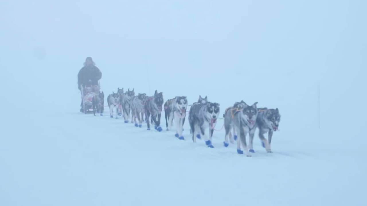 Monsen and the dogs backdrop