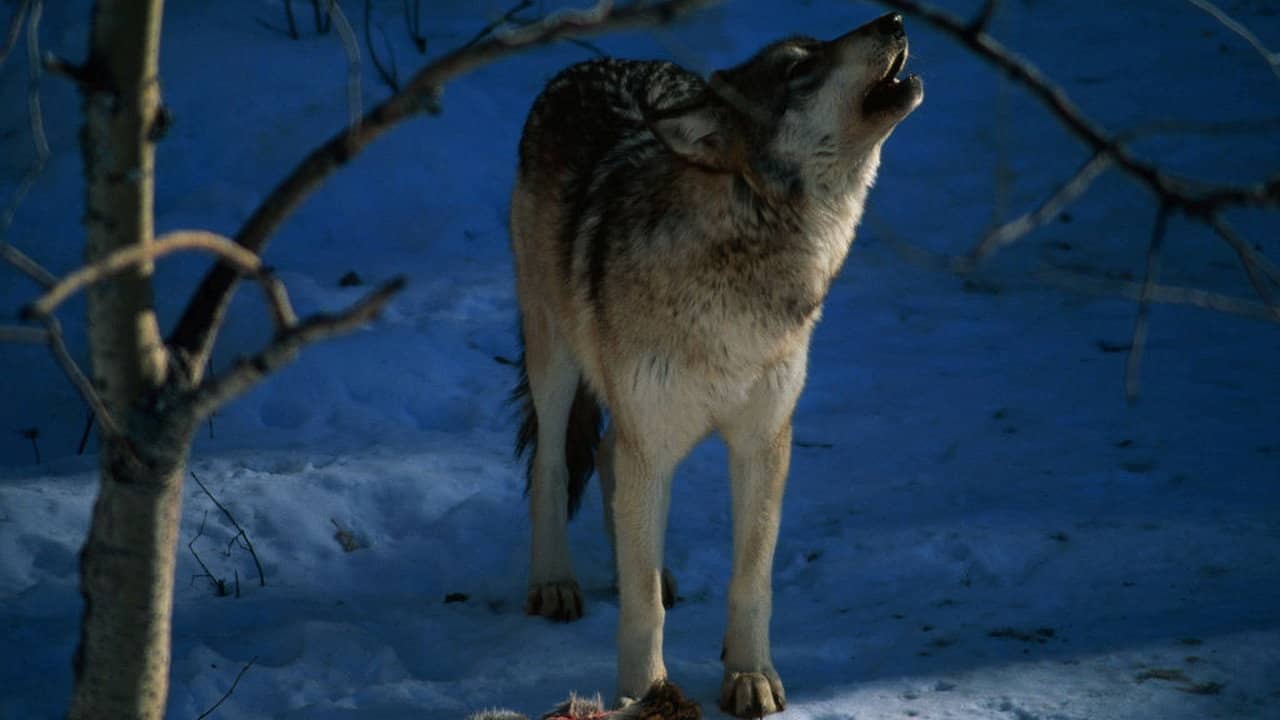 In the Valley of the Wolves backdrop