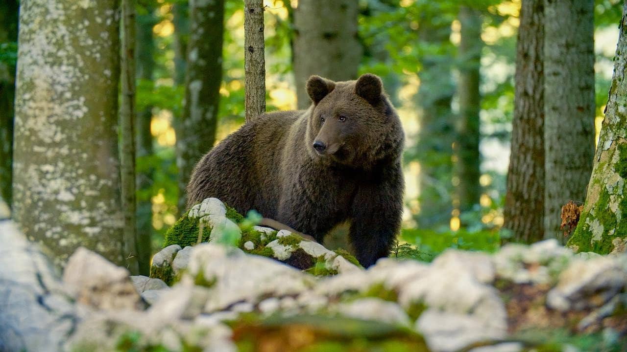 Der Karawankenbär: Auf den Spuren eines Grenzengängers backdrop