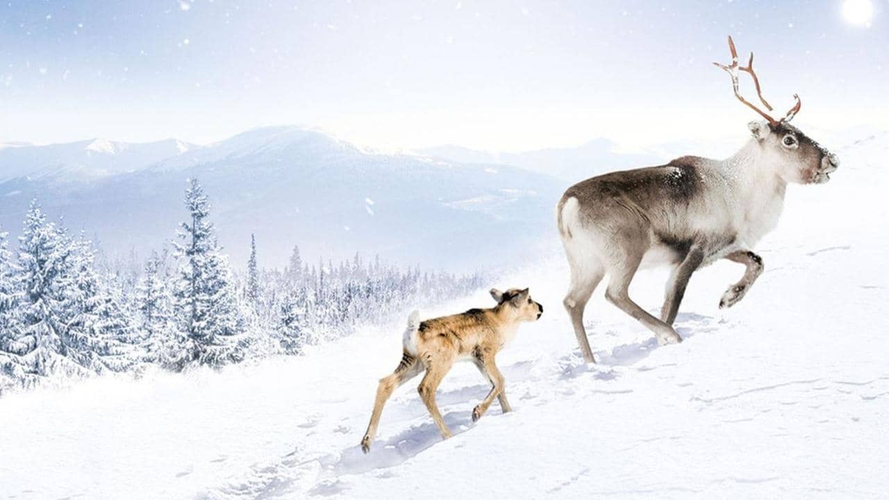 A Reindeer's Journey backdrop