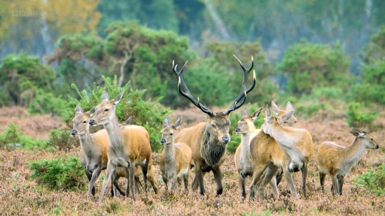 New Forest: A Year in the Wild Wood backdrop