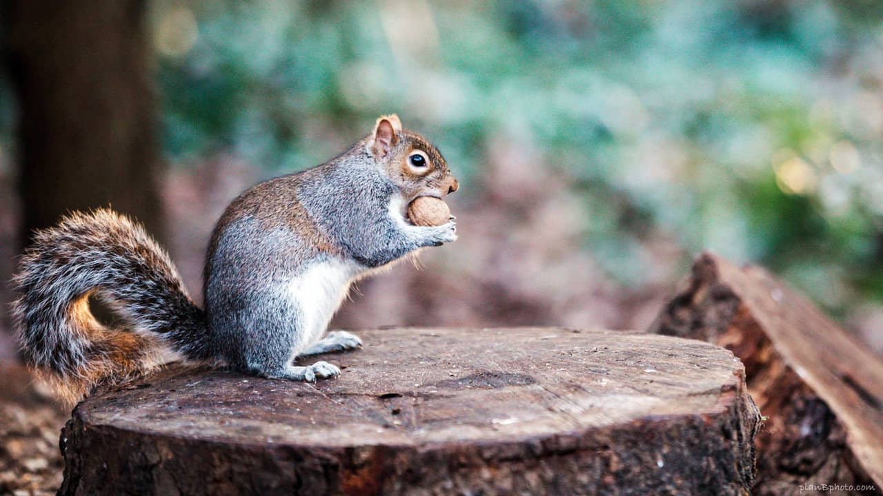 The Super Squirrels backdrop