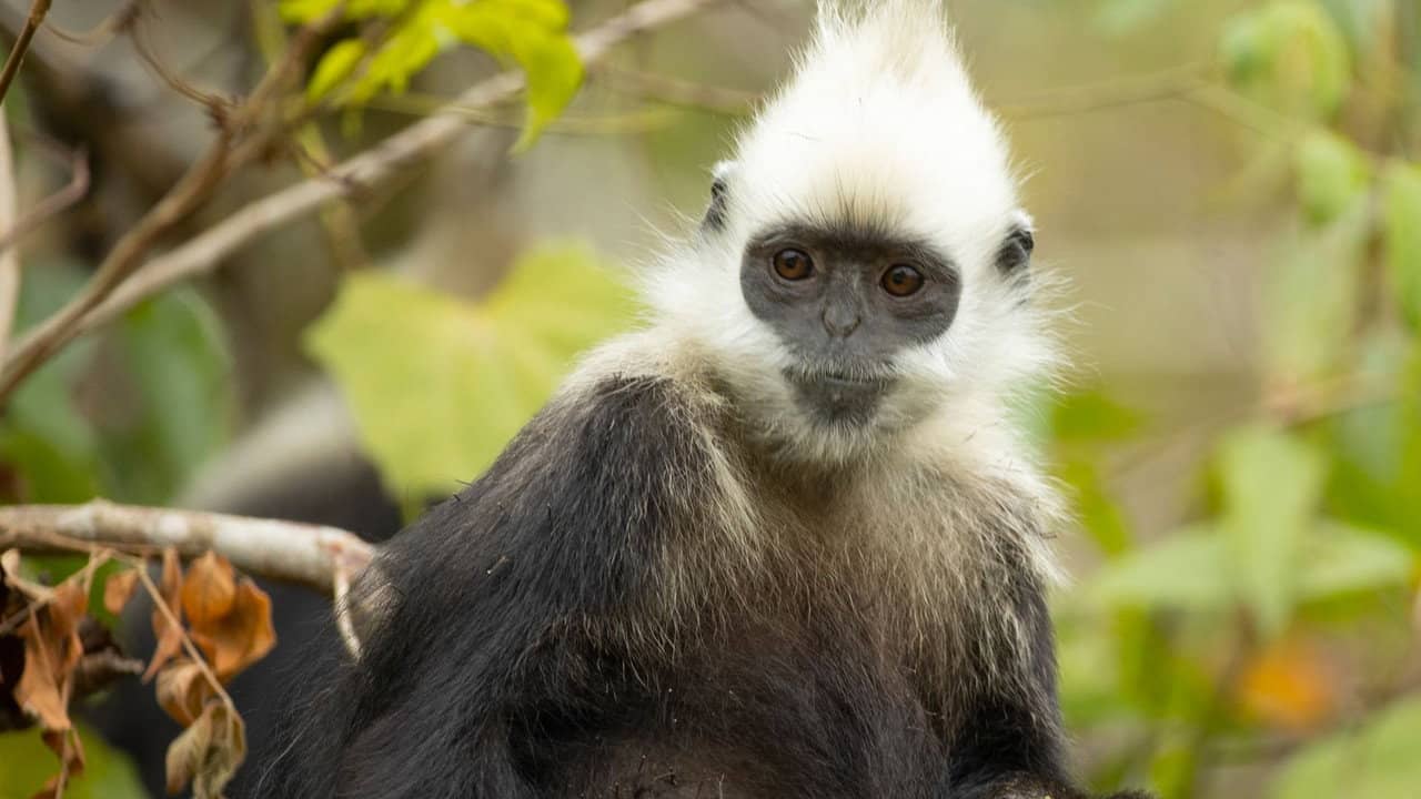 China's Secret Monkey Kingdom backdrop