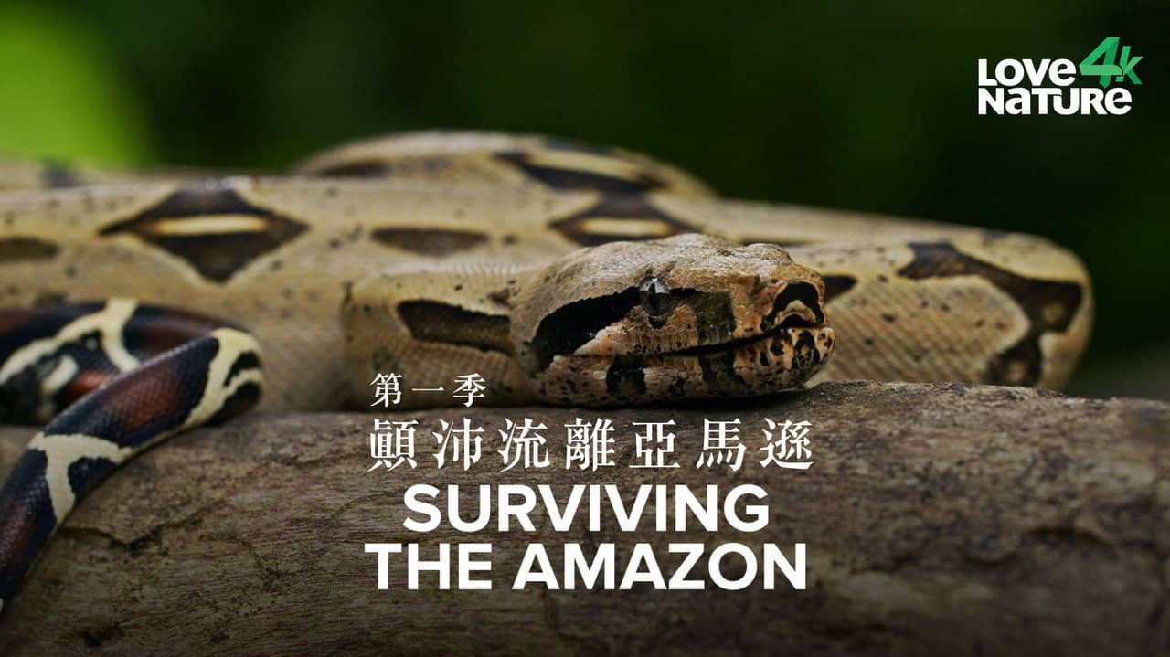 Surviving the Amazon backdrop