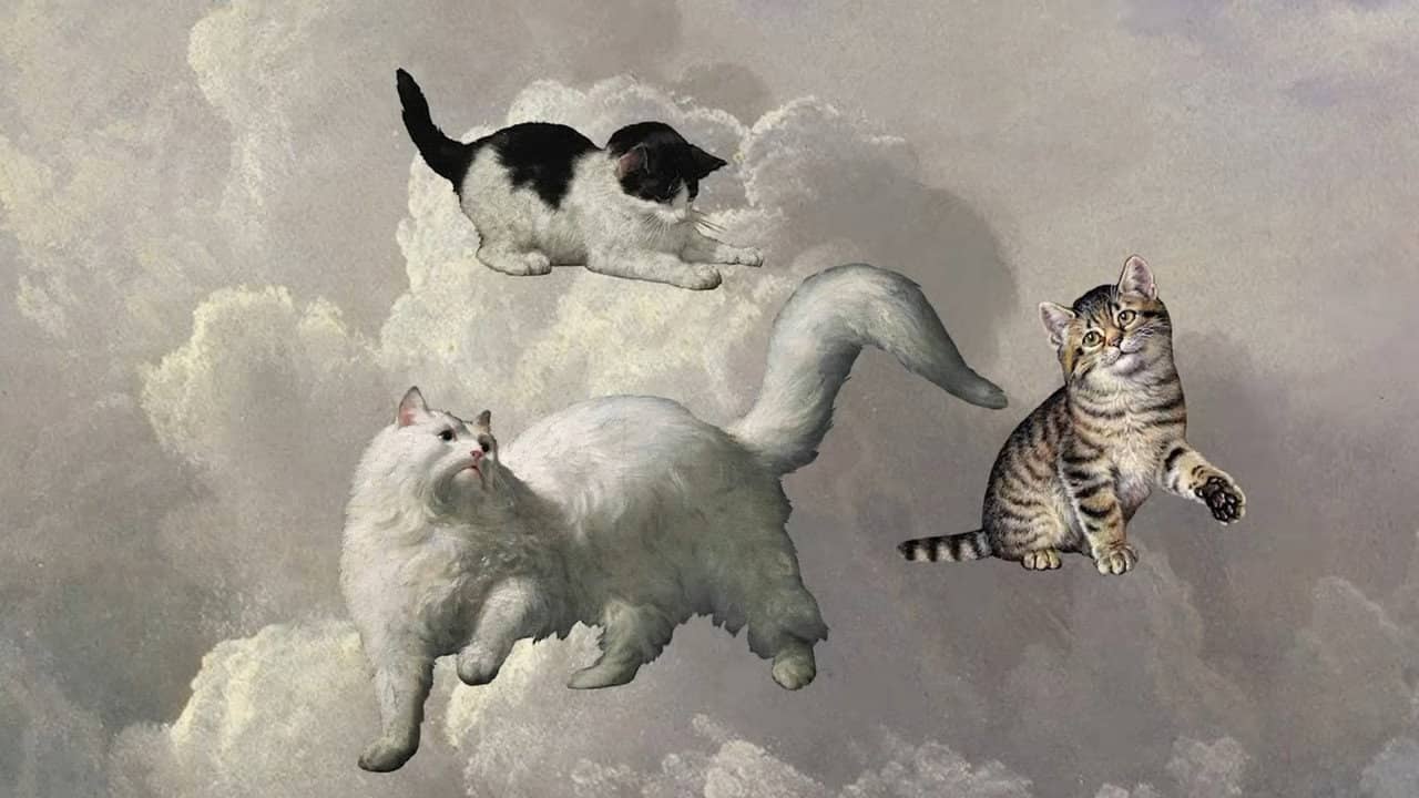 Cats 2 backdrop