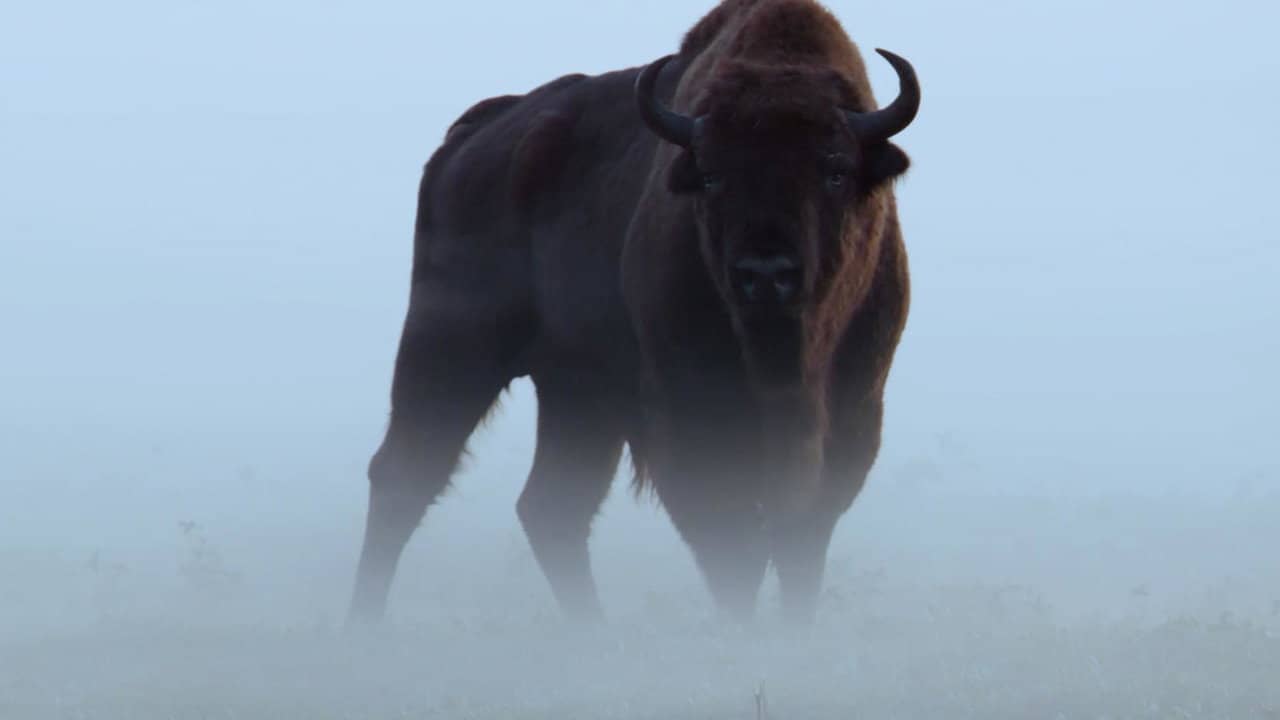 Le Bison d'Europe, colosse de la forêt backdrop