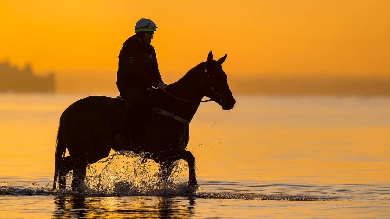 A Horse Named Winx backdrop