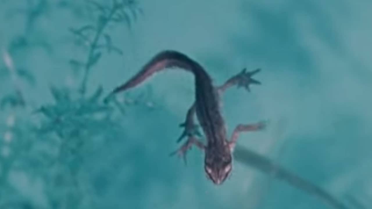 Life and Death in A Pond backdrop