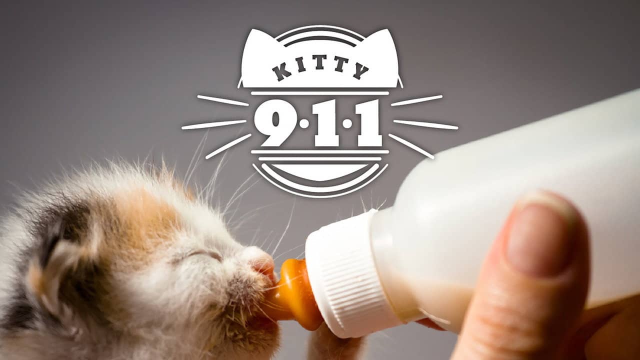 Kitty 911 backdrop