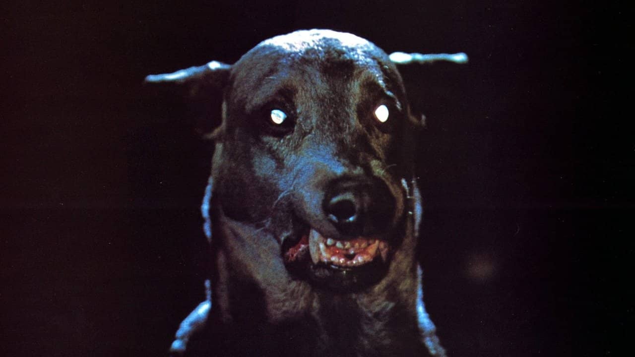 Zoltan… Hound of Dracula backdrop