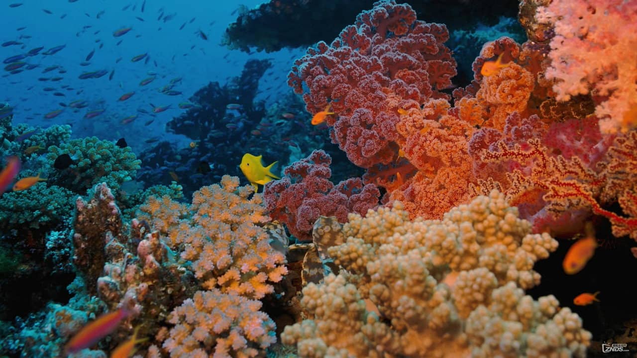 Coral Reef Adventure backdrop