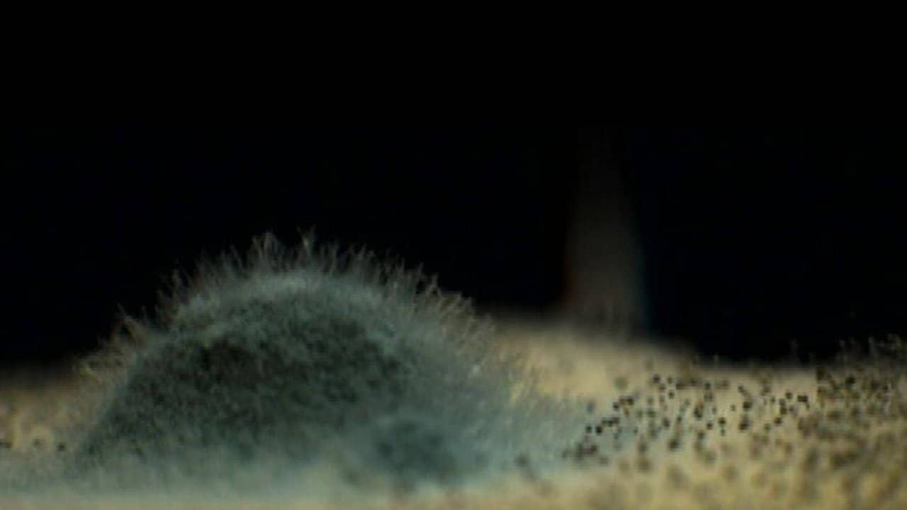 Mold backdrop