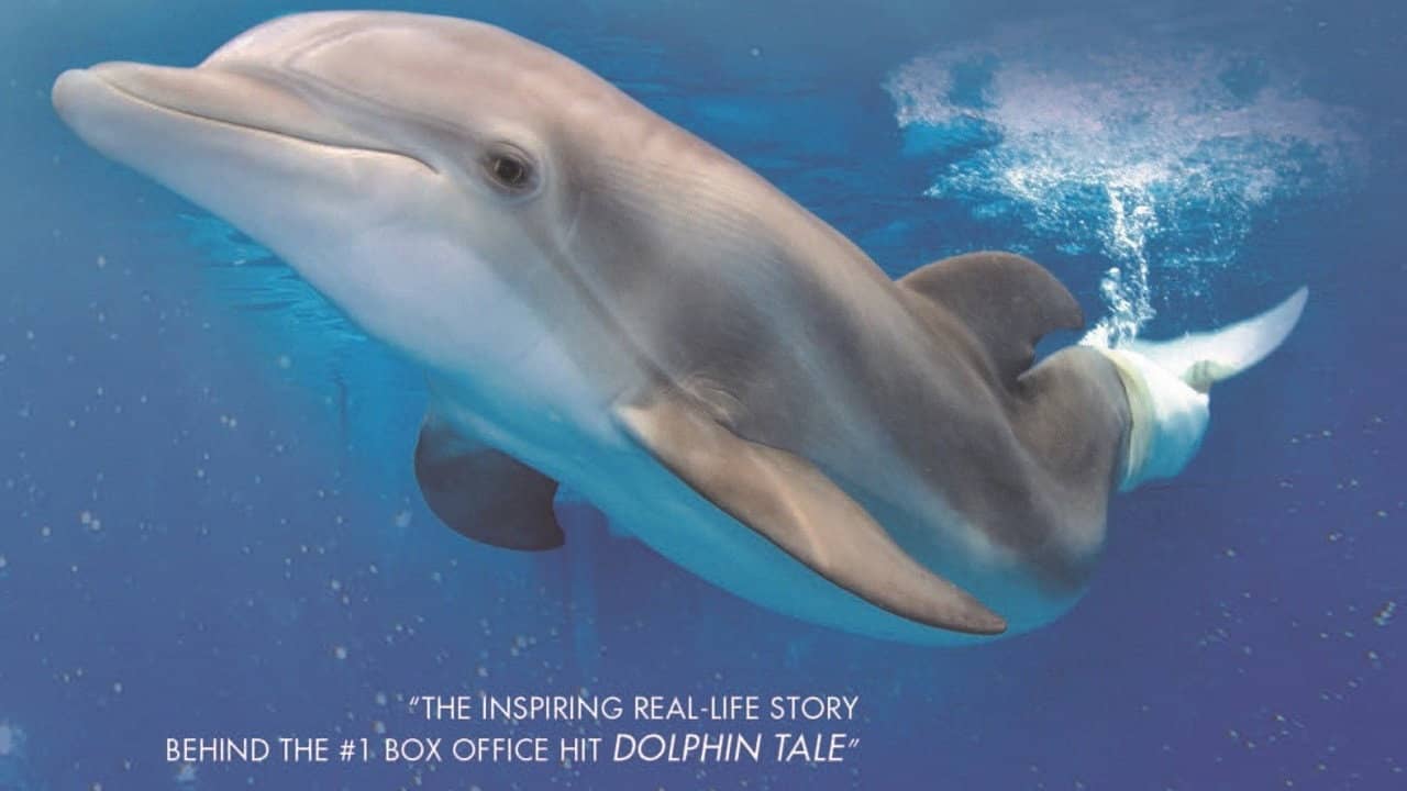 Winter, the Dolphin That Can backdrop