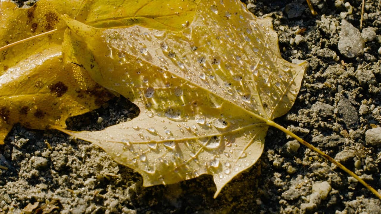 An Autumn Holiday: America, 2024 backdrop