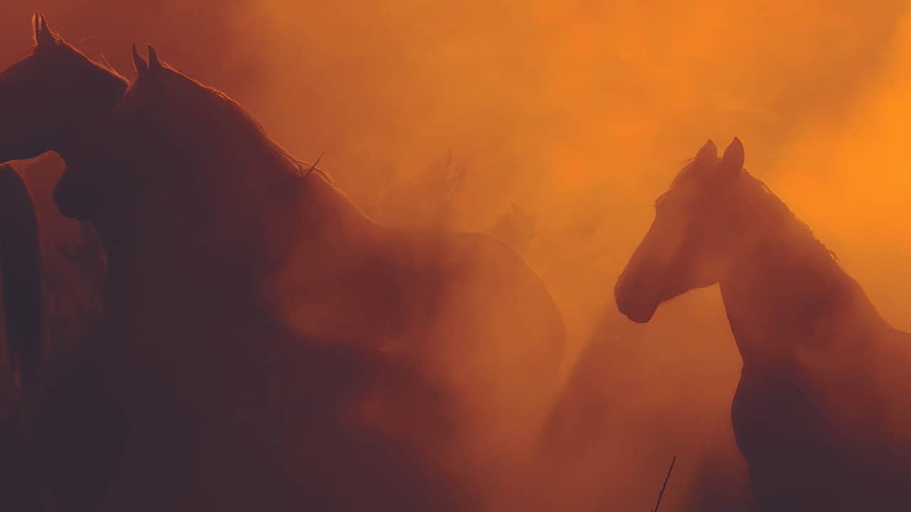 Wild Beauty: Mustang Spirit of the West backdrop