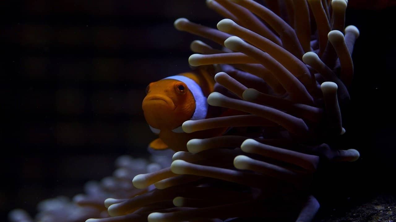 Great Barrier Reef backdrop