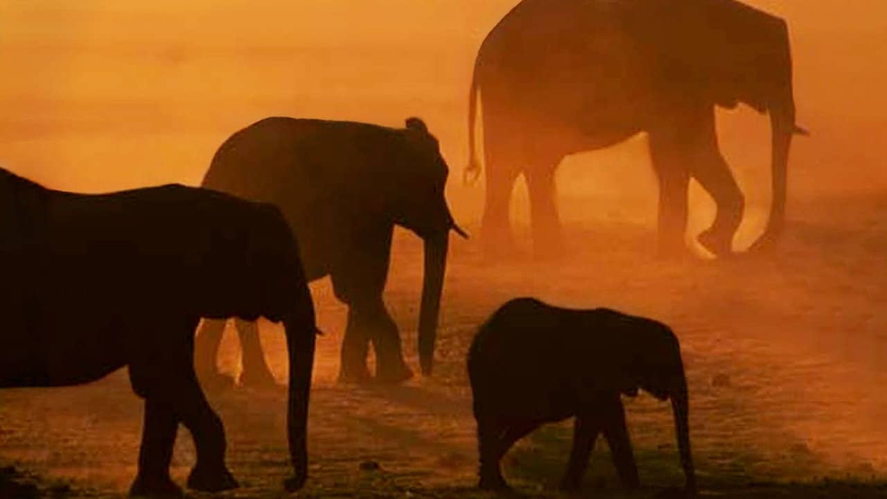 Disneynature: Migration backdrop
