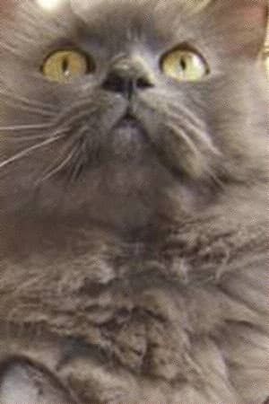 Monstro Cat