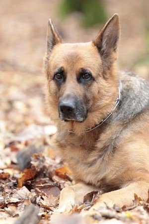 Indi