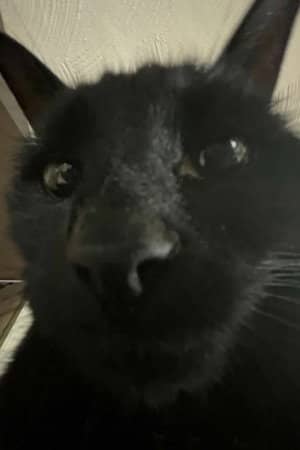 Bagherra The Cat