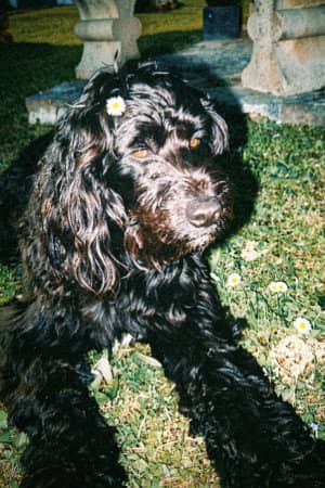 Ulysse The Dog Actor