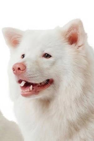 Meechok