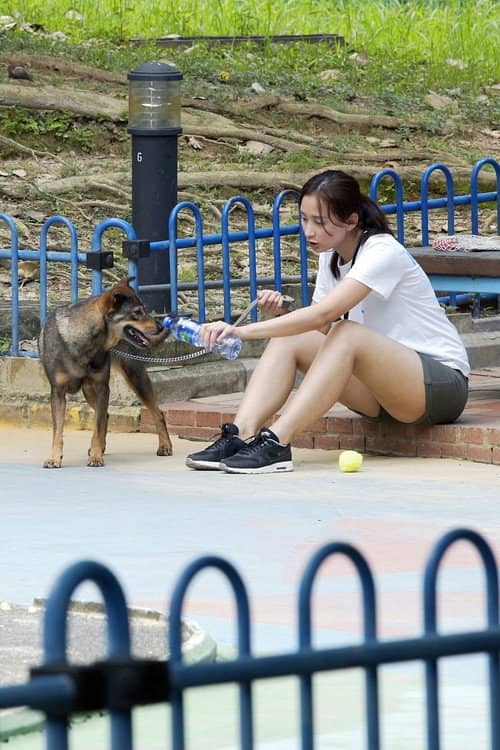 Puppy