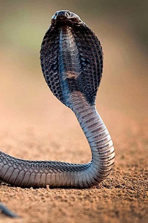 One Million Snake Bites