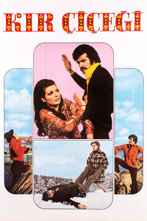 Kır Çiçeği