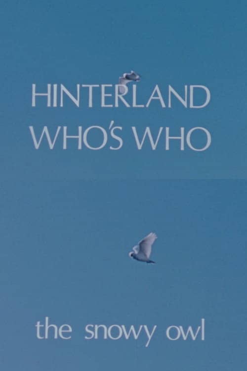 Hinterland Who's Who: The Snowy Owl