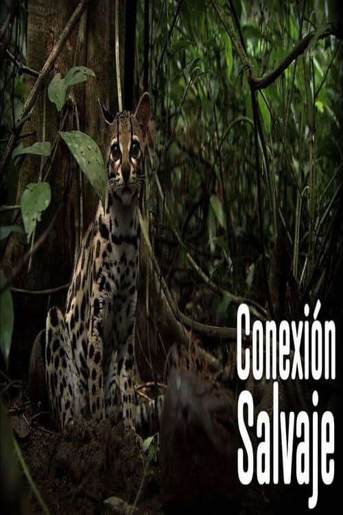 Wild Connection