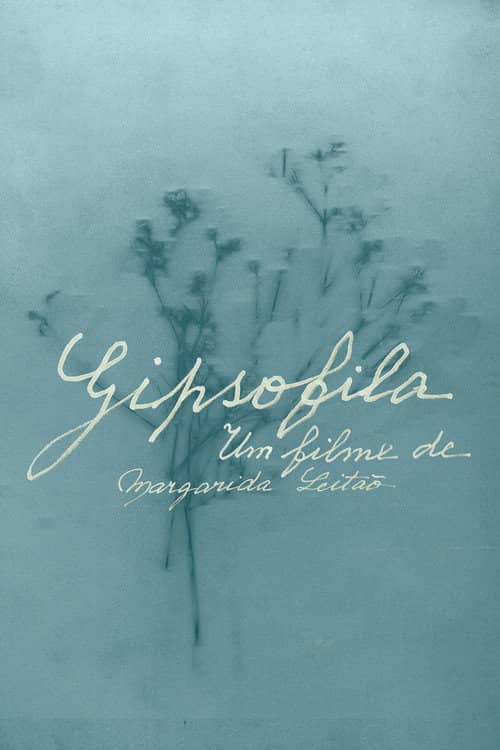 Gypsophila