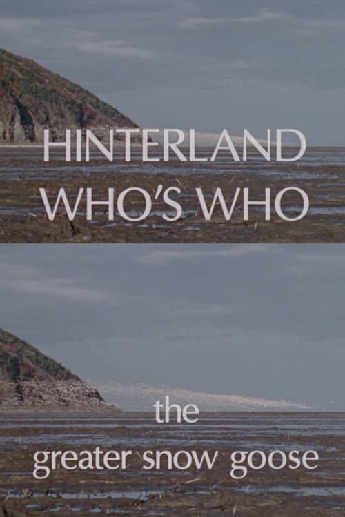 Hinterland Who's Who: The Greater Snow Goose