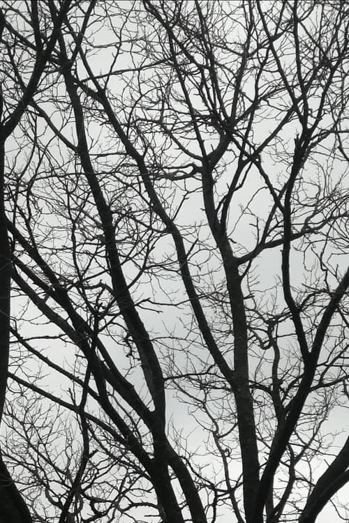 Tree Limbs