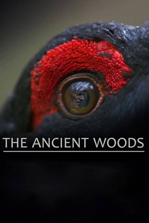 The Ancient Woods