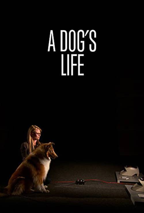 A Dog's Life