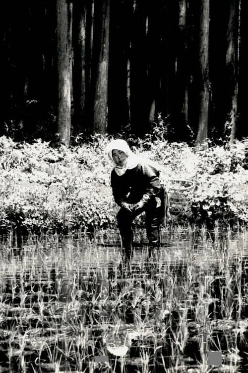 The Japanese Part 3: Farm Song