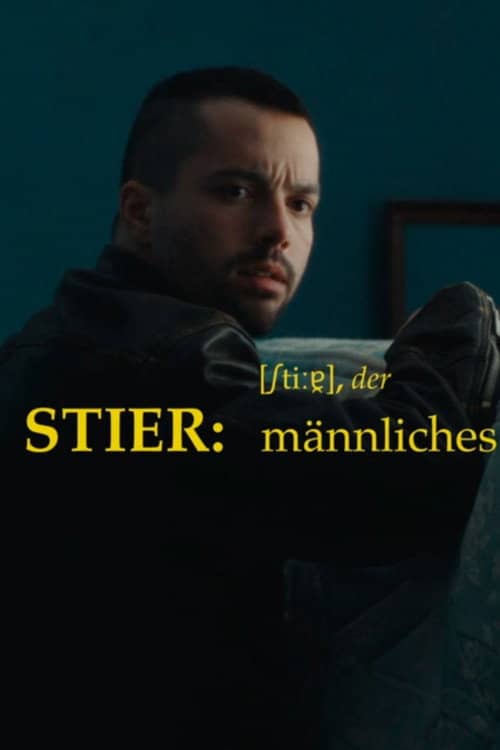 Stier