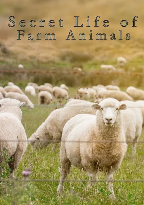 Secret Life of Farm Animals Season 1 poster